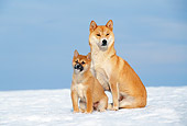 PUP 04 KH0025 01
Shiba Inu Adult And Puppy Sitting In Snow