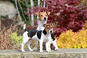 PUP 04 NR0002 01
Jack Russell Terrier Adult And Puppy On Stone Ledge