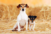 PUP 04 PE0001 01
Jack Russell Terrier Mother And Puppy Sitting By Bales Of Hay