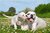 PUP 04 PE0003 01
White German Boxer With Puppy Laying In Grass And Wildflowers