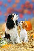PUP 04 PE0004 01
Cavalier King Charles Spaniel And Puppy Sitting In Hay By Pumpkins And Gourds