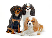 PUP 04 PE0005 01
Cavalier King Charles Spaniel Adult And Puppies On White Seamless