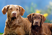 PUP 04 PE0006 01
Chesapeake Bay Retriever Adult And Puppy Laying On Grass