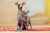 PUP 04 PE0007 01
Italian Greyhound Mother With Puppy On Rug