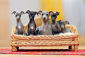 PUP 04 PE0008 01
Italian Greyhound Mother With Puppies Sitting On Wicker Chair