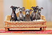PUP 04 PE0009 01
Italian Greyhound Mother With Puppies Sitting On Wicker Chair