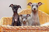 PUP 04 PE0010 01
Italian Greyhound Mother With Puppies Sitting On Wicker Chair