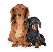 PUP 04 RK0006 01
Dachshund Adult And Puppy Sitting On White Seamless Studio