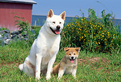 PUP 04 CE0001 01
Akita Mother Sitting With Puppy By Red Boathouse And Water