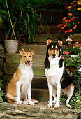 PUP 04 CE0002 01
Smooth Collie Mother And Puppy Sitting On Stone Steps By Flowers