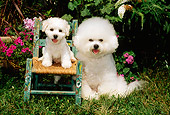 PUP 04 CE0004 01
Bichon Frise Mother Sitting On Grass By Puppy Sitting On Wooden Chair By Flowers