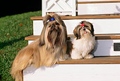 PUP 04 CE0007 01
Shih Tzu Adult Male And Puppy Female Sitting On Porch Step By Grass