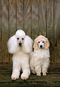 PUP 04 CE0009 01
Standard Poodle Mother And Puppy Sitting On Deck By Building