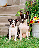 PUP 04 CE0010 01
Boston Terrier Mother And Puppy Sitting On Grass By Flowers And Barn