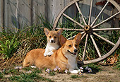 PUP 04 CE0011 01
Pembroke Welsh Corgi Mother And Puppy Laying By Wagon Wheel And Barn