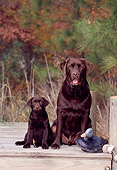 PUP 04 CE0014 01
Chocolate  Labrador Retriever Adult And Puppy Sitting On Dock