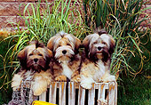 PUP 04 CE0019 01
Lhasa Apso Adults And Puppy Standing In Crate By Tall Grass