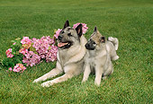 PUP 04 FA0001 01
Norwegian Elkhound Puppy Sitting By Mother On Grass