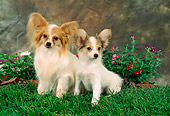 PUP 04 FA0004 01
Papillon Puppy Sitting By Mother On Grass