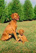 PUP 04 FA0006 01
Vizsla Puppy Sitting With Mother On Grass By Trees