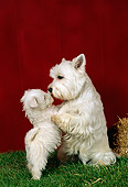 PUP 04 FA0009 01
West Highland White Terrier Mother And Puppy Hugging