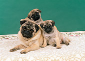 PUP 04 FA0011 01
Pug Mother And Two Puppies Laying On Printed Cloth Studio
