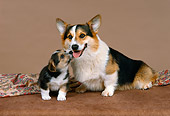 PUP 04 FA0012 01
Pembroke Welsh Corgi Mother And Puppy Sitting Studio