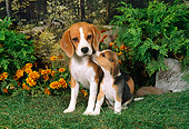 PUP 04 FA0015 01
Beagle Mother And Puppy Sitting On Grass By Flowers And Shrubs