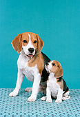 PUP 04 FA0016 01
Beagle Mother And Puppy Sitting Studio