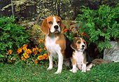 PUP 04 FA0017 01
Beagle Mother And Puppy Sitting On Grass By Flowers And Shrubs