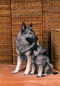 PUP 04 FA0019 01
Norwegian Elkhound Mother And Puppy Sitting By Wicker Studio