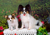 PUP 04 FA0020 01
Papillon Mother And Puppy Sitting On White Wicker Bench In Garden