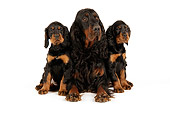 PUP 04 JD0001 01
Gordon Setter Mother And Puppies Sitting On White Seamless Studio