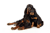 PUP 04 JD0002 01
Gordon Setter Mother And Puppy Cuddling On White Seamless Studio