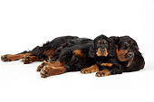 PUP 04 JD0003 01
Gordon Setter Mother And Puppy Laying On White Seamless Studio