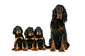 PUP 04 JD0004 01
Gordon Setter Mother And Three Puppies Sitting On White Seamless Studio