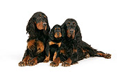 PUP 04 JD0005 01
Gordon Setter Adults And Puppy Laying On White Seamless Studio