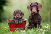 PUP 04 KH0001 01
Mother Chocolate Wirehaired Dachshund And Puppy In Basket Sitting In Field