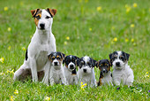 PUP 04 KH0002 01
Parson Russell Terrier Mother And Five Puppies Sitting In Field