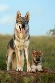 PUP 04 KH0004 01
Czechoslovakian Wolfdog Mother Standing And Puppy Laying In Field