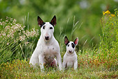 PUP 04 KH0006 01
Mother Bull Terrier And Puppy Sitting In Field