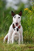PUP 04 KH0007 01
Bull Terrier Puppy Sitting In Front Of Mother In Field