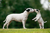 PUP 04 KH0008 01
Bull Terrier Puppy Standing On Hind Legs And Kissing Mother In Field