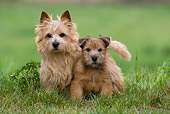 PUP 04 KH0009 01
Norwhich Terrier Mother Standing And Puppy Sitting In Field