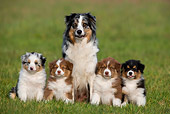 PUP 04 KH0010 01
Australian Shepherd Mother And Four Puppies Sitting In Field
