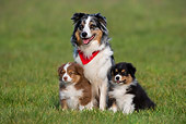 PUP 04 KH0011 01
Australian Shepherd Mother And Two Puppies Sitting In Field