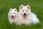 PUP 04 KH0012 01
Samoyed Puppy And Mother Laying In Field