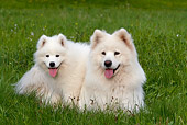 PUP 04 KH0013 01
Samoyed Puppy And Mother Laying In Field