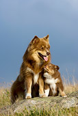 PUP 04 KH0014 01
Finnish Lapphund Mother And Puppy Looking Up Sitting On Rock In Field