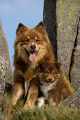 PUP 04 KH0015 01
Finnish Lapphund Mother And Puppy Sitting By Boulders In Field